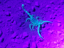Load image into Gallery viewer, Scorpion, Northern Utah