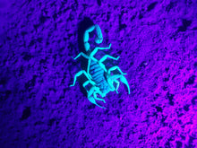 Load image into Gallery viewer, Scorpion, Southern Utah