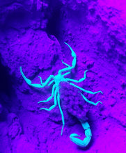 Load image into Gallery viewer, Scorpion, Southern Utah