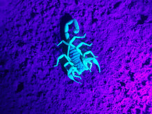 Load image into Gallery viewer, Scorpion, Southern Utah

