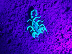 Scorpion, Southern Utah
